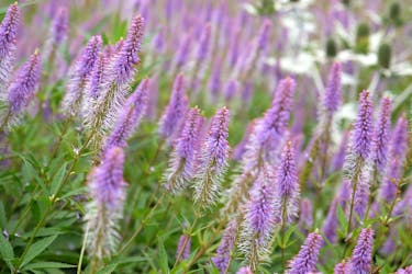 anlegg staudebed Virginiaveronika anlegg staudebed Virginiaveronika